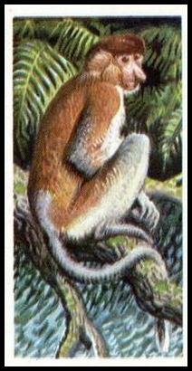 4 Proboscis Monkey